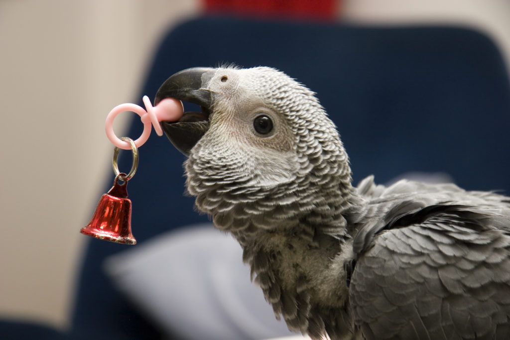 Magazine para pássaros - Adestramento de pássaros e jogos: Brinquedos para  papagaio